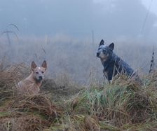 Dagny and  Doris on a foggy walk
