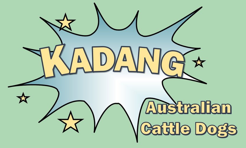 Kadang Australian Cattle Dogs